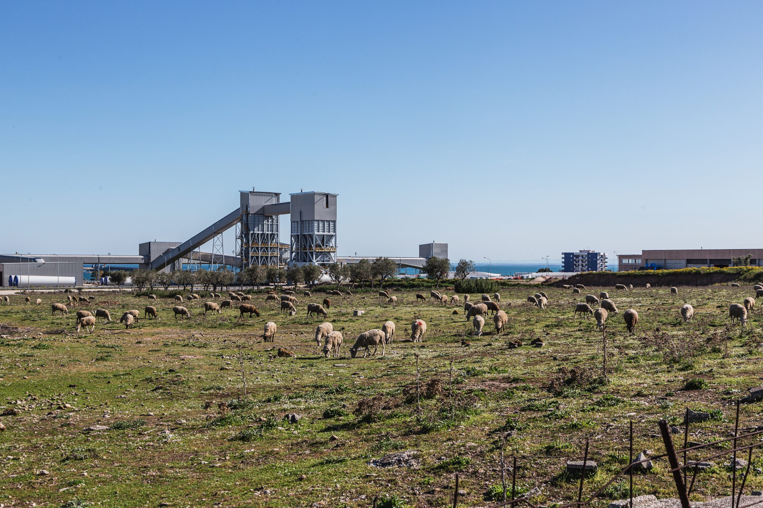 Contrada Pace - Sheep grazing next to the industrial area.