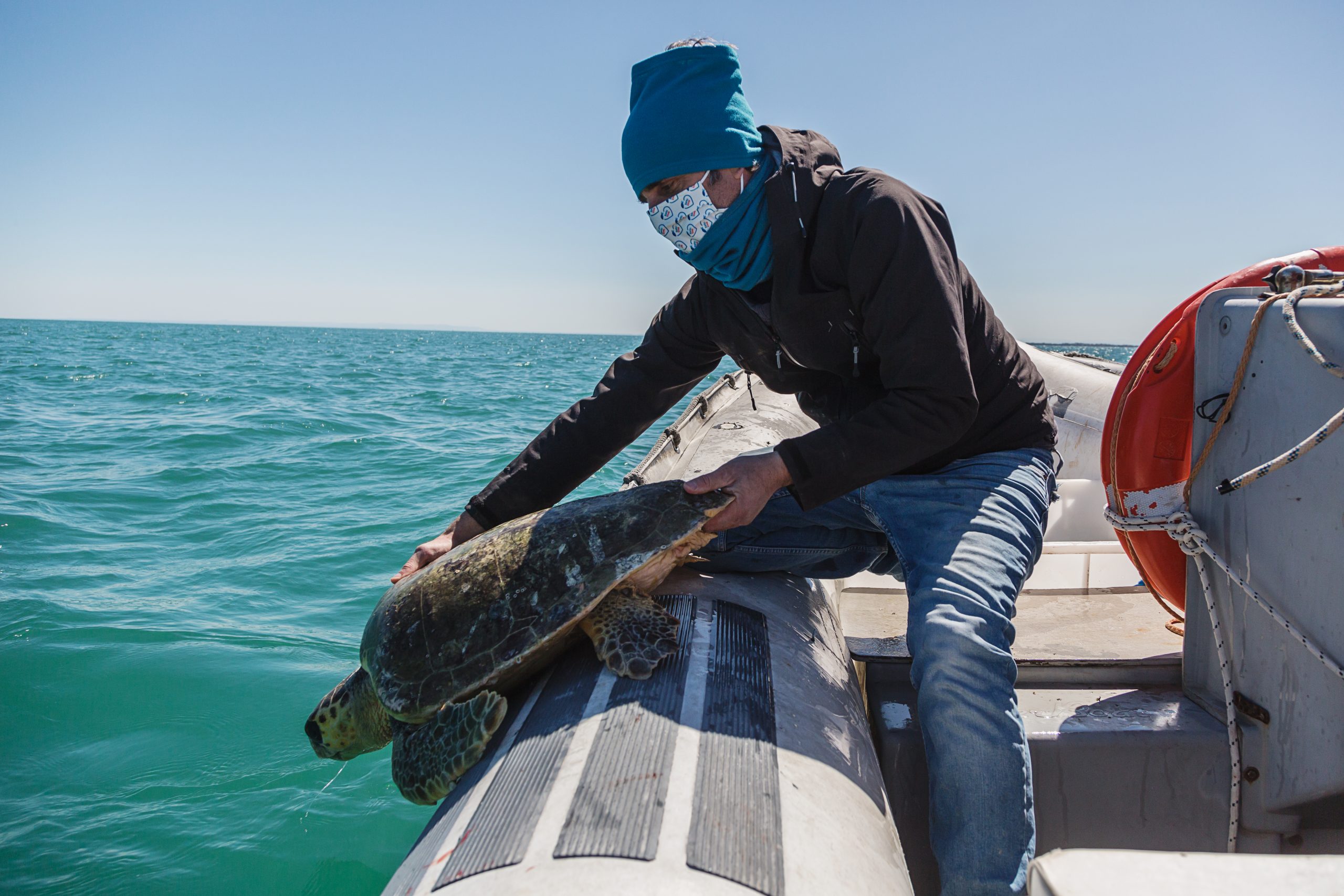 Manfredonia, Golfo - Giovanni Furii (Legambiente) libera in mare una tartaruga marina salvata da una cattura accidentale.