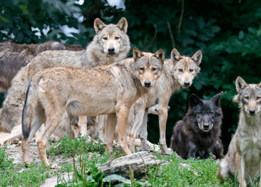 The Unravelling of a Success Story: How Politics Is Killing Europe’s Wolves